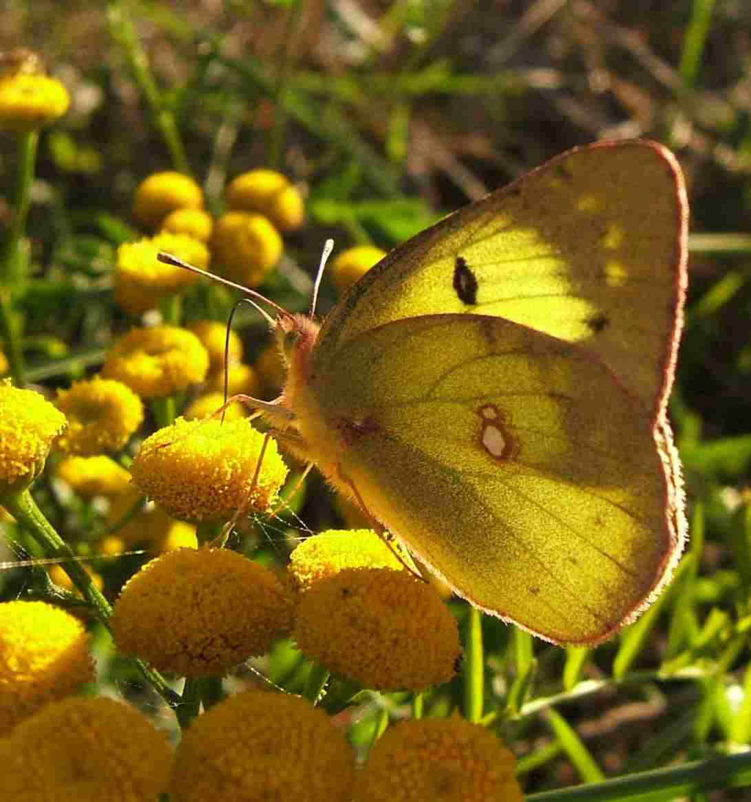 Colias philodice Colias philodice